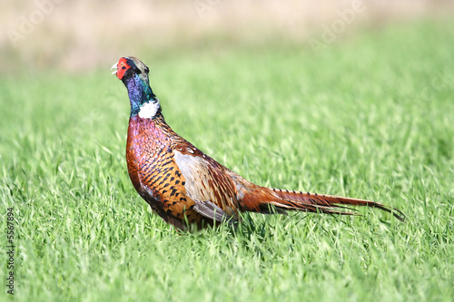 Wallpaper Mural Common Pheasant ( Phasianus colchicus ). Russia, Voronezh area. Torontodigital.ca