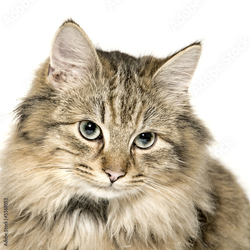 Very cute long haired kitten