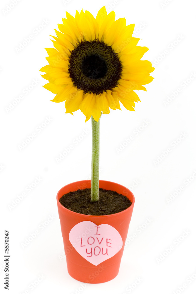 Obraz premium Sunflower in a pot and paper heart. Isolated on white