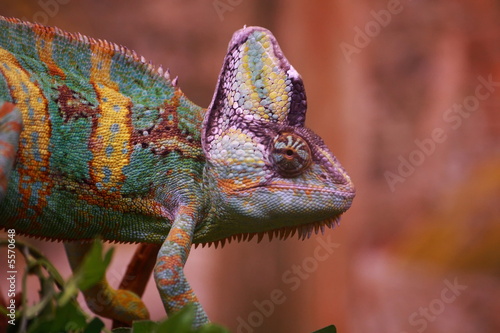 Caméléon