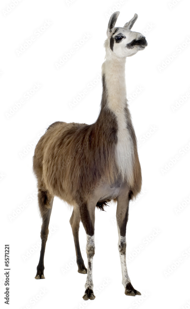 Lama - Lama glama Lama - Lama glama