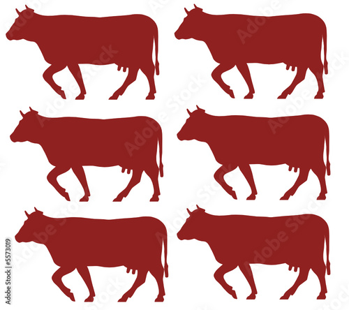 vacas