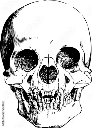 Vector vampire skull illustration