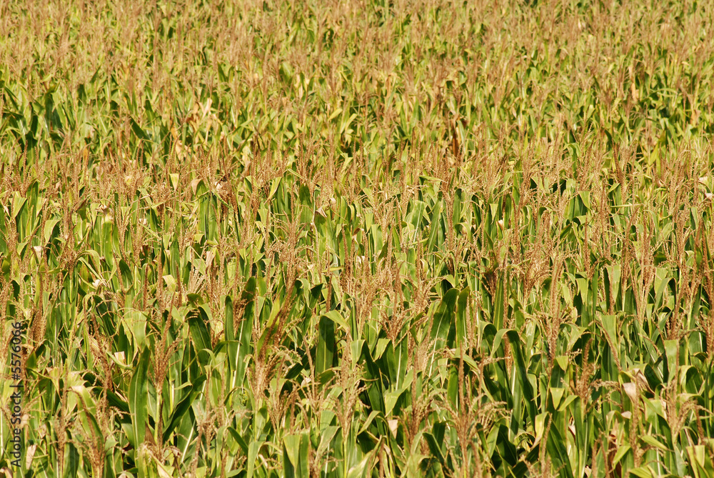 Obraz premium Corn field...