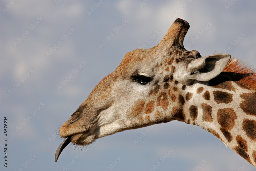 Obraz premium Giraffe (Giraffa camelopardalis) portrait