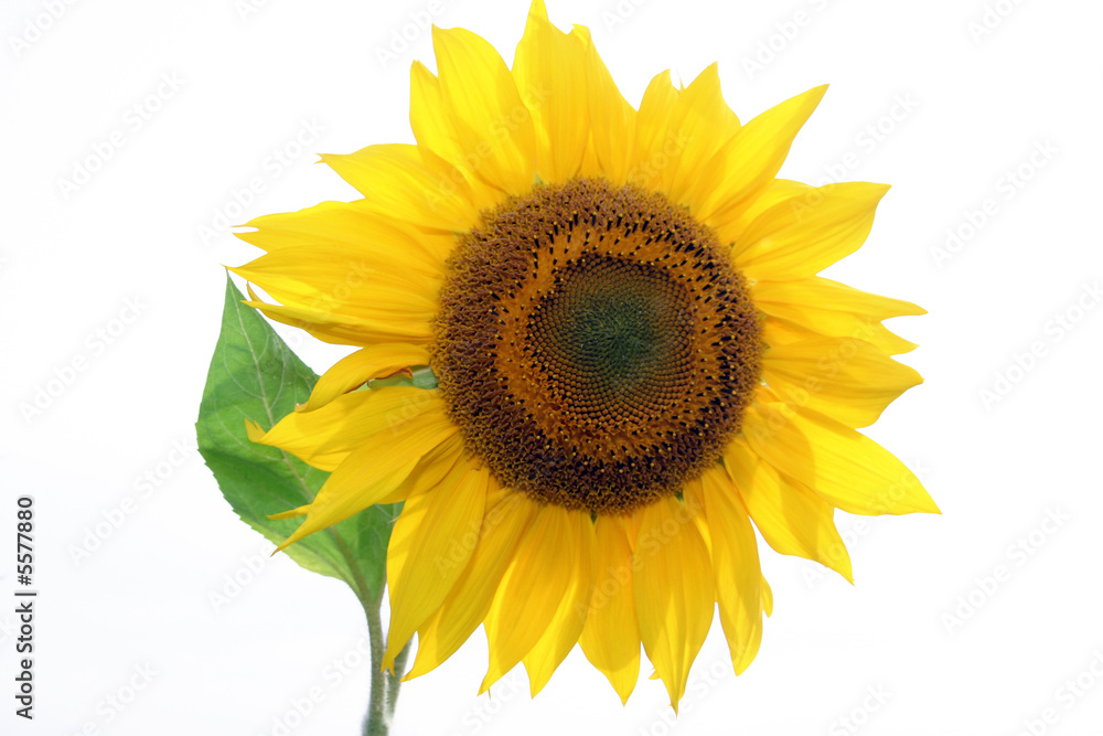 Obraz premium Sonnenblume