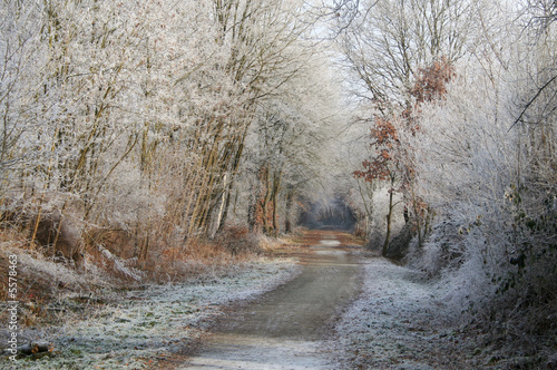 Path in a winter wonderland