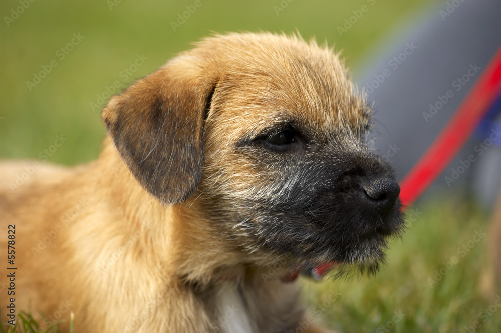 A very cute border terrier puppy A very cute border terrier puppy