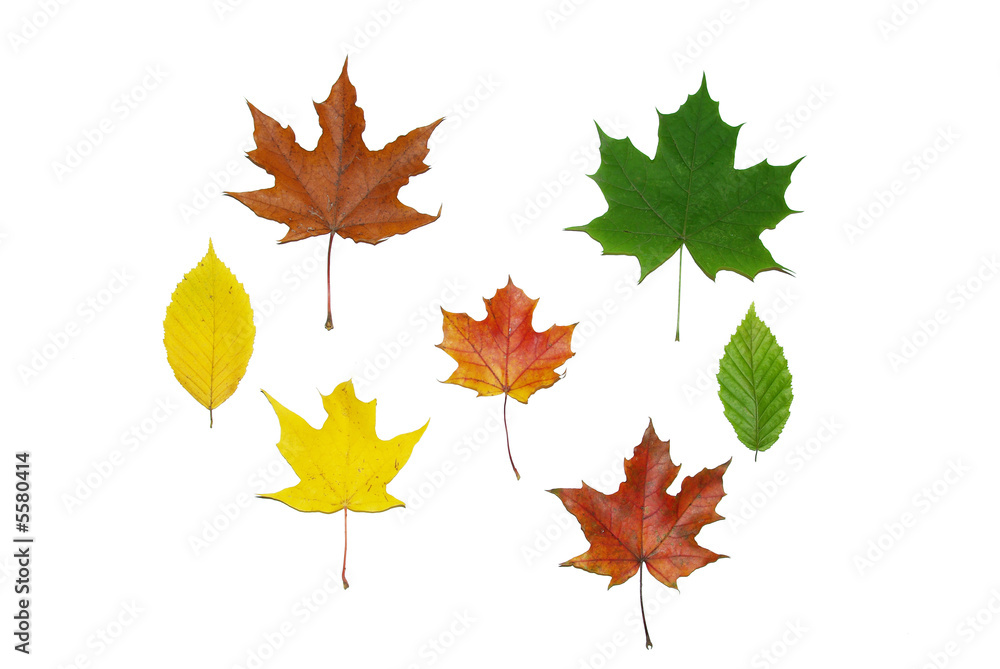 Fototapeta premium Leaves maple 