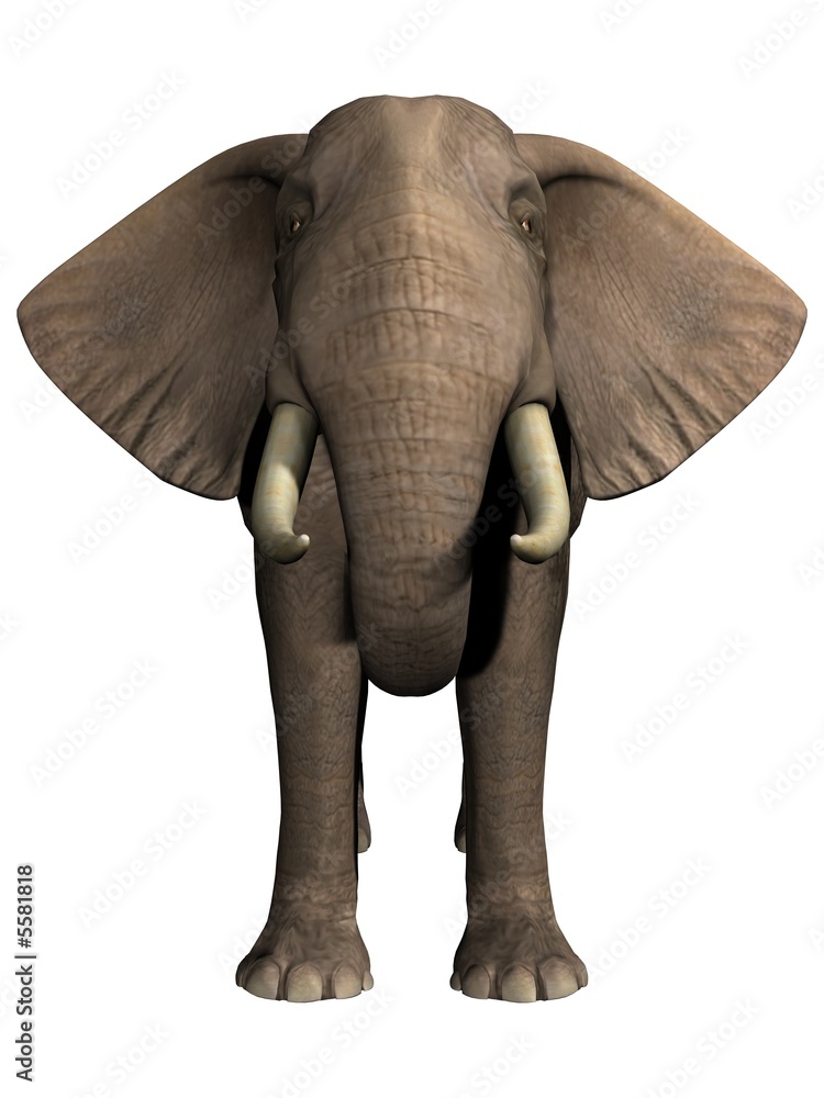 African Elephant Front View