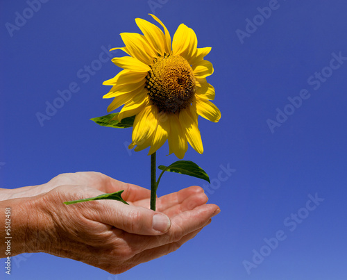 Sonnenblume Hände