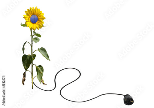 Solarblume freigestellt schwarz