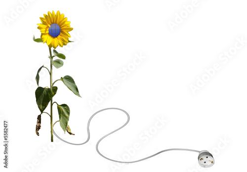 Solarblume freigestellt weiß