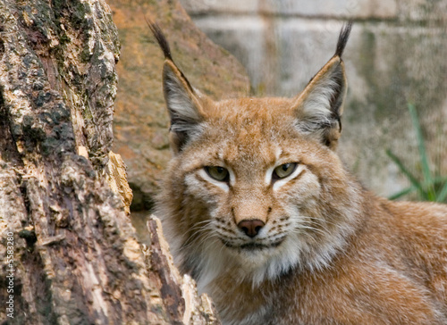 Photo Lynx