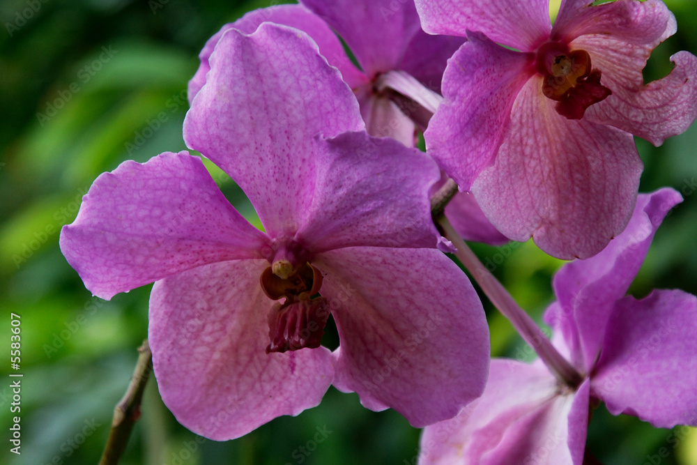 Fototapeta premium Vanda, Orchidee