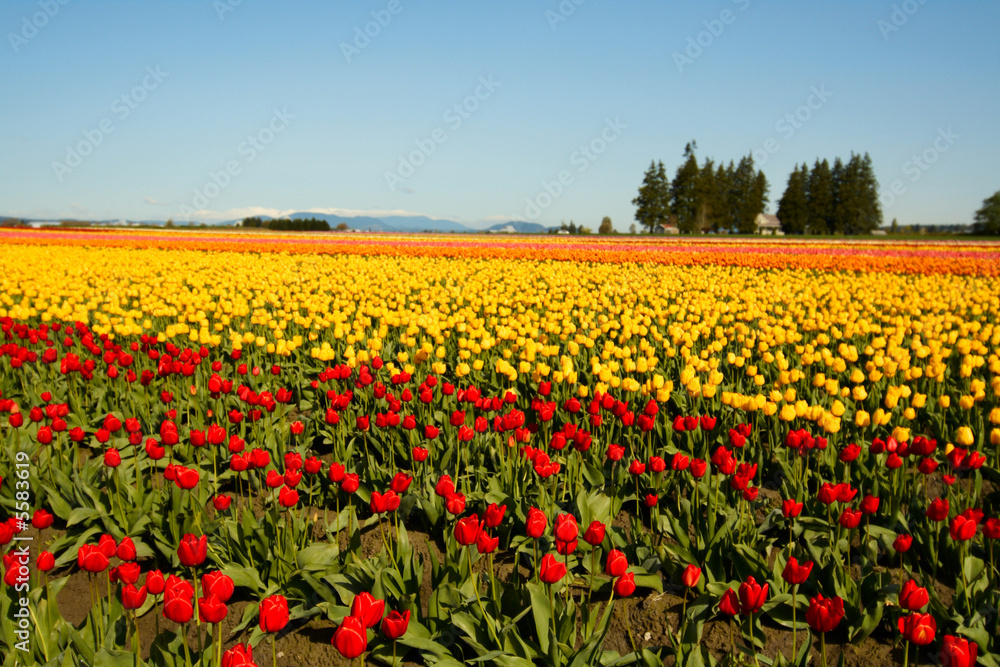 A shot of a beautiful and colorful tulip field A shot of a beautiful and colorful tulip field