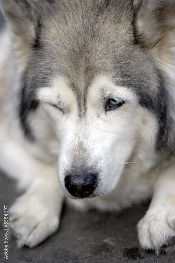 Portrait of husky dog blink Close up