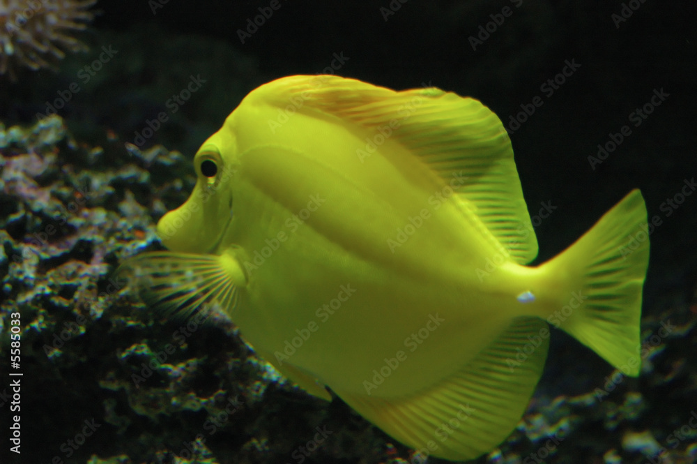 Tropical Fish Ctenochaetus truncatus Tropical Fish Ctenochaetus truncatus