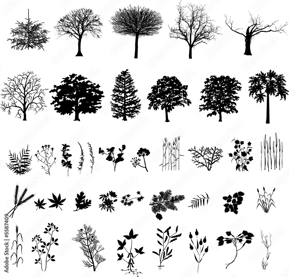 Fototapeta premium Trees, plants and flower, black silhouette