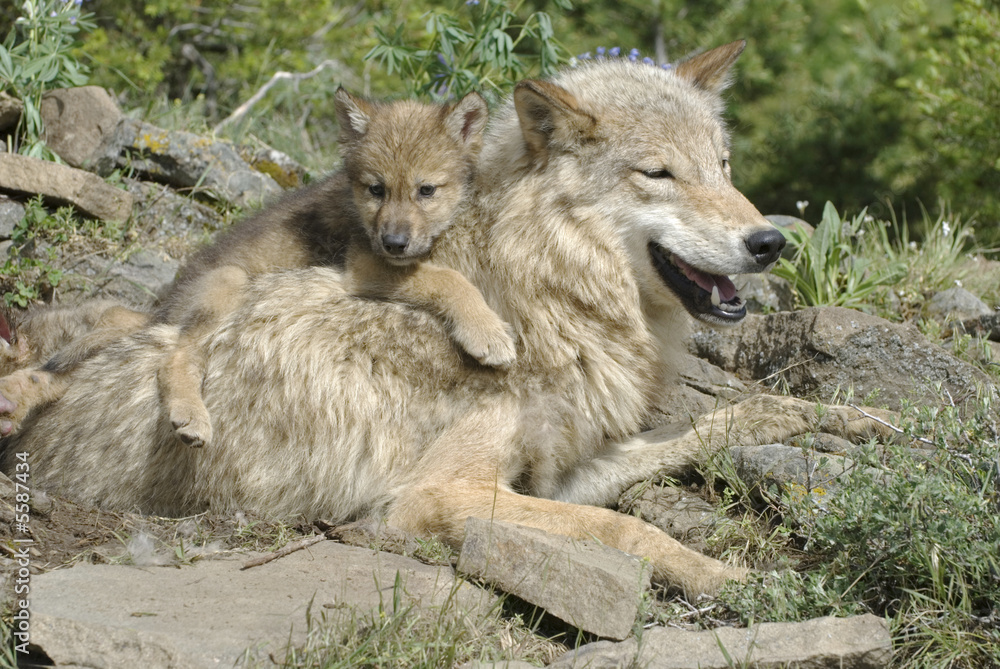 Gray wolf with her cub