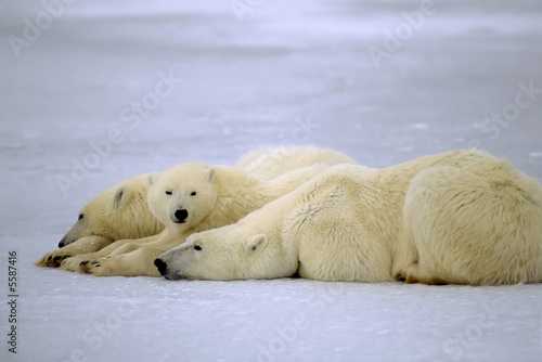Polar bear with her yearling cubs. Canadian Arctic