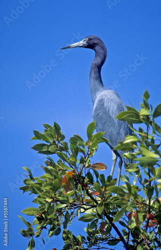 Little blue heron against a blue sky. Florida