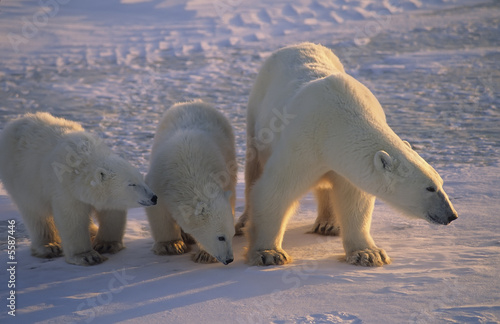 Polar bear protecting her cubs, wary of approaching  bear