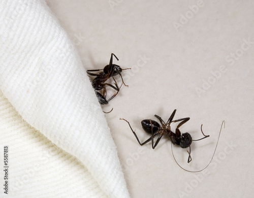 Two dead ants