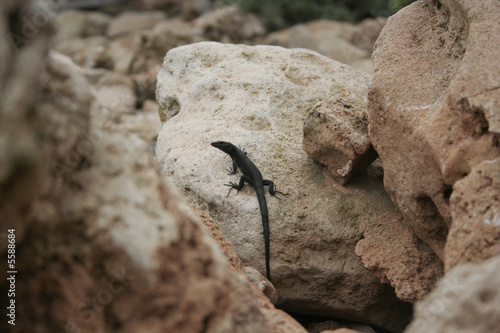 Black Lizard on the rock