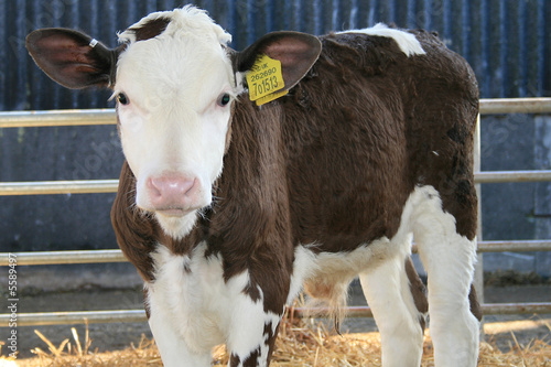 calf