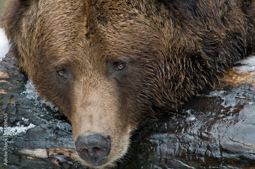 Brown Bear (Ursus arctos)