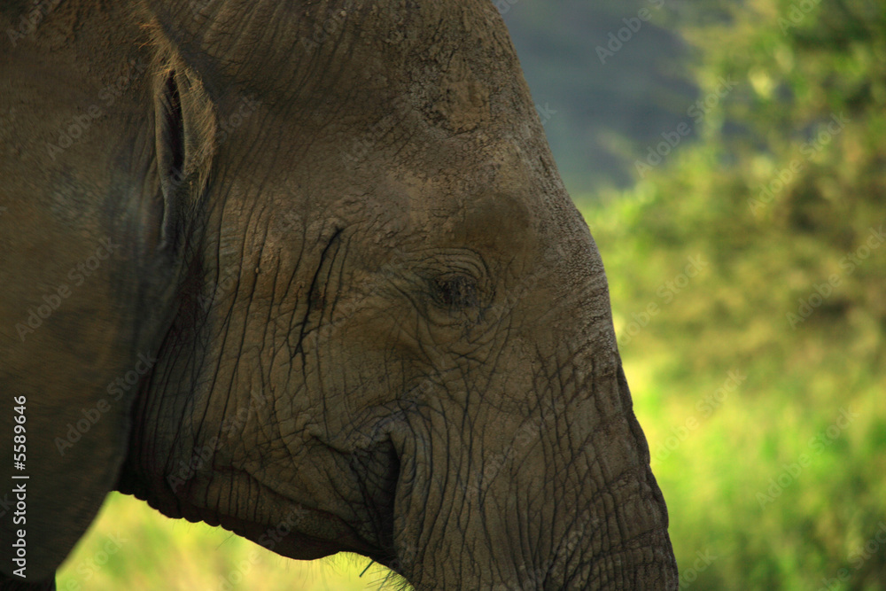 Fototapeta premium Close up of an elephant Samburu National Park, Kenya, Africa.