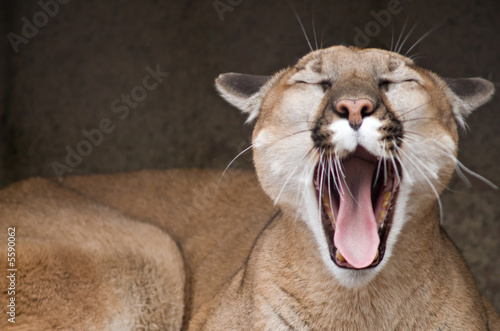 Yawning Mountain Lion (Puma concolor) 