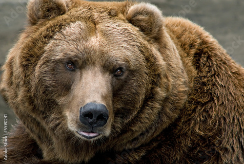 Canvas Print Brown Bear (Ursus arctos)