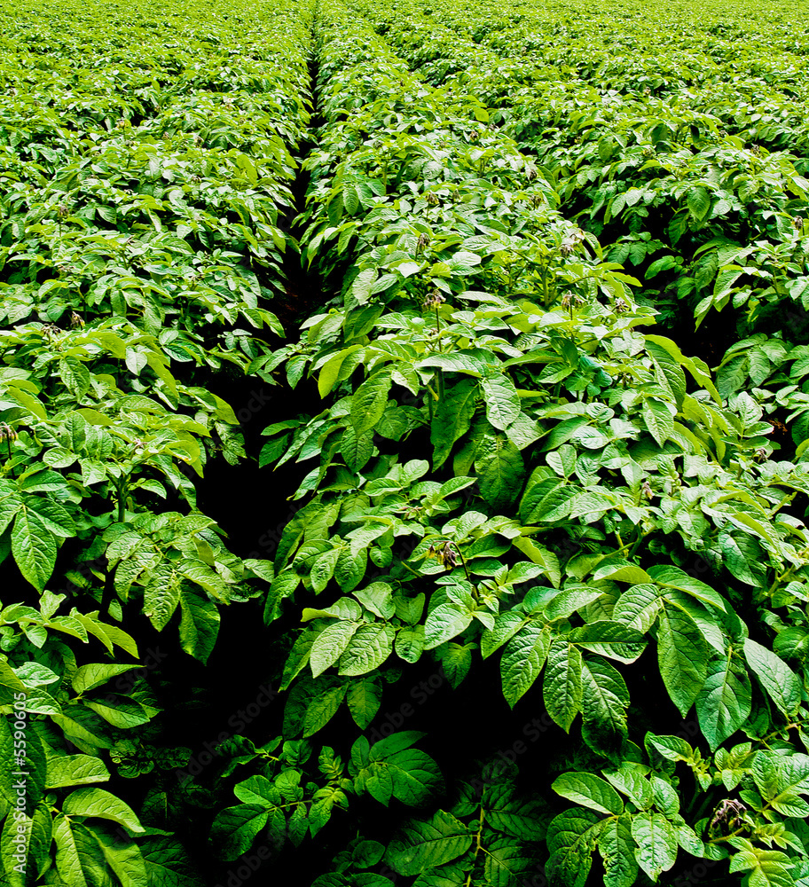 Fototapeta premium Potato farm