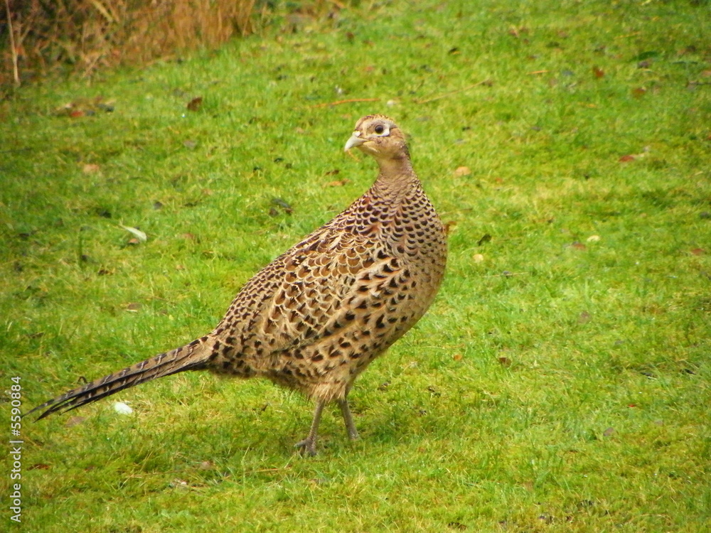 Female Pheasant