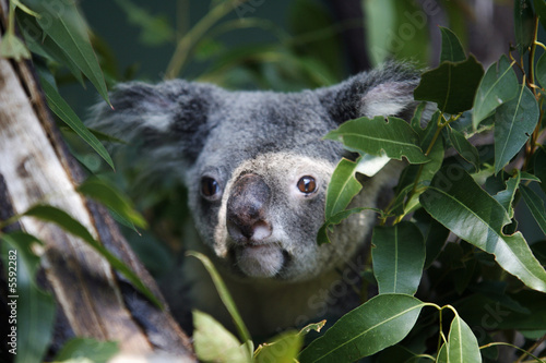 Photography Koala