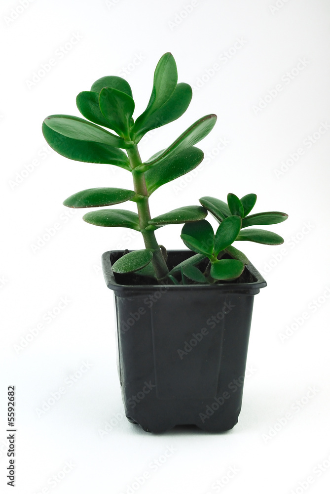 Young Jade Tree that is ready to be replanted