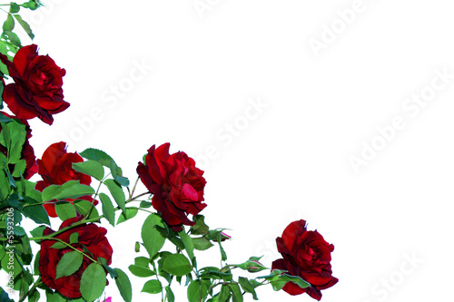 rosier
