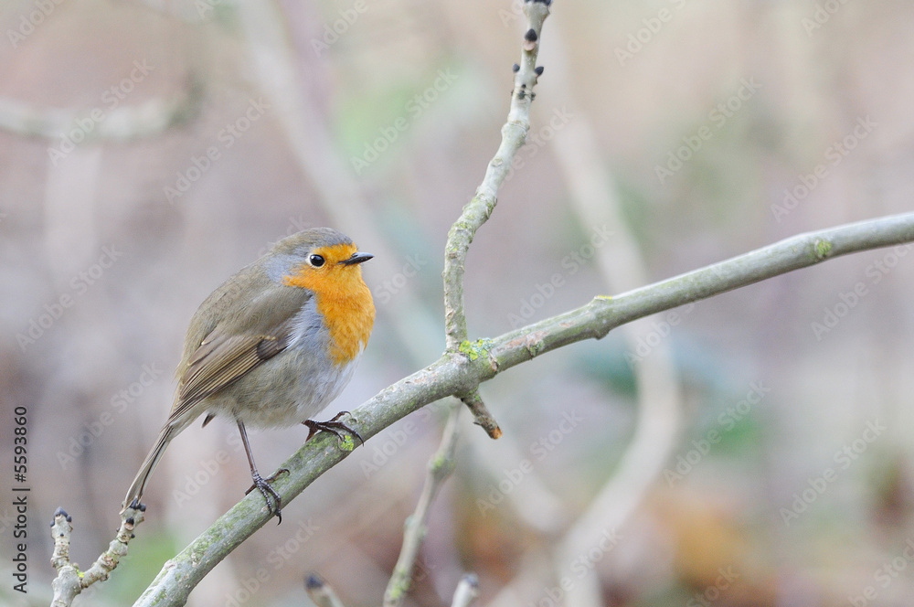 Fototapeta premium rouge gorge Erithacus rubecula rouge-gorge
