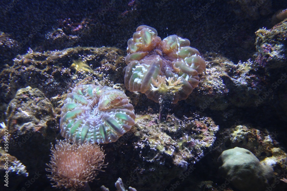 Obraz premium coral reef