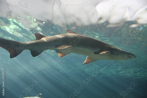 shark 3