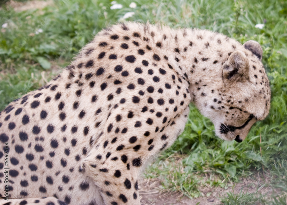 Fototapeta premium Acinonyx jubatus