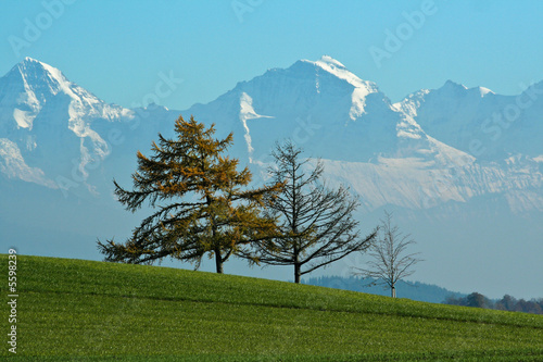 Autumn trees mountains