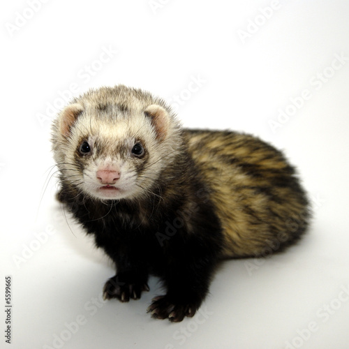 furet 8