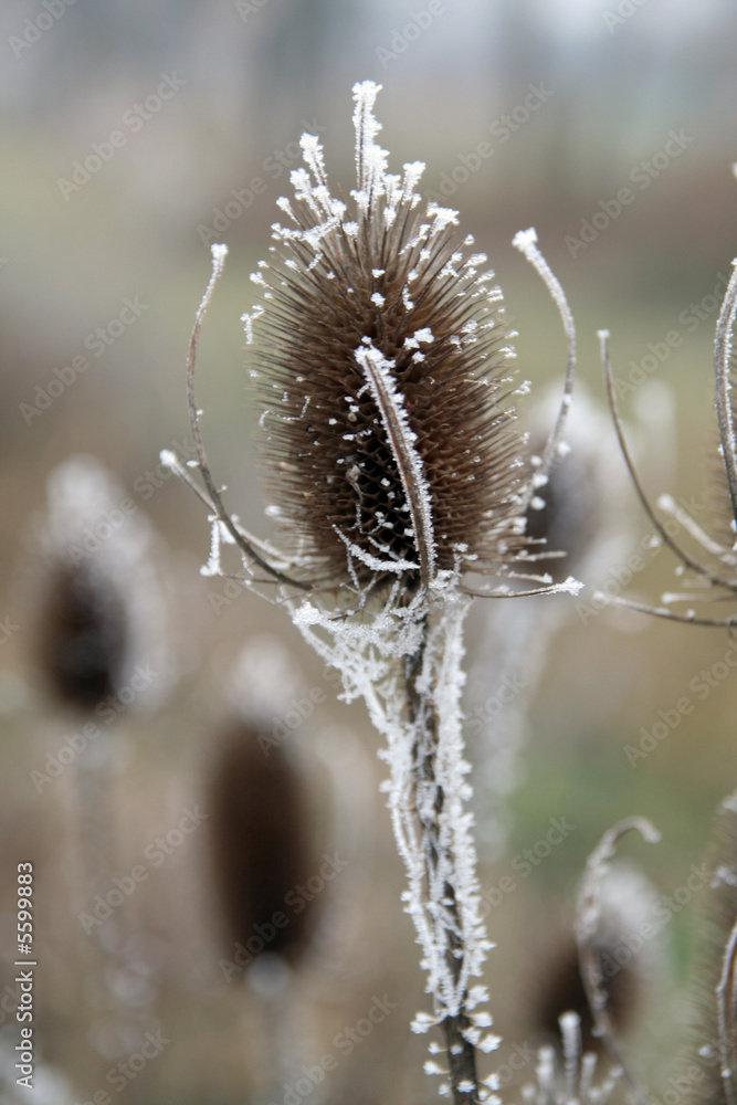 Obraz premium chardons