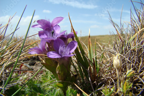 gentiane champètre,ariège,pyrénées