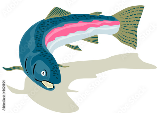 Rainbow trout