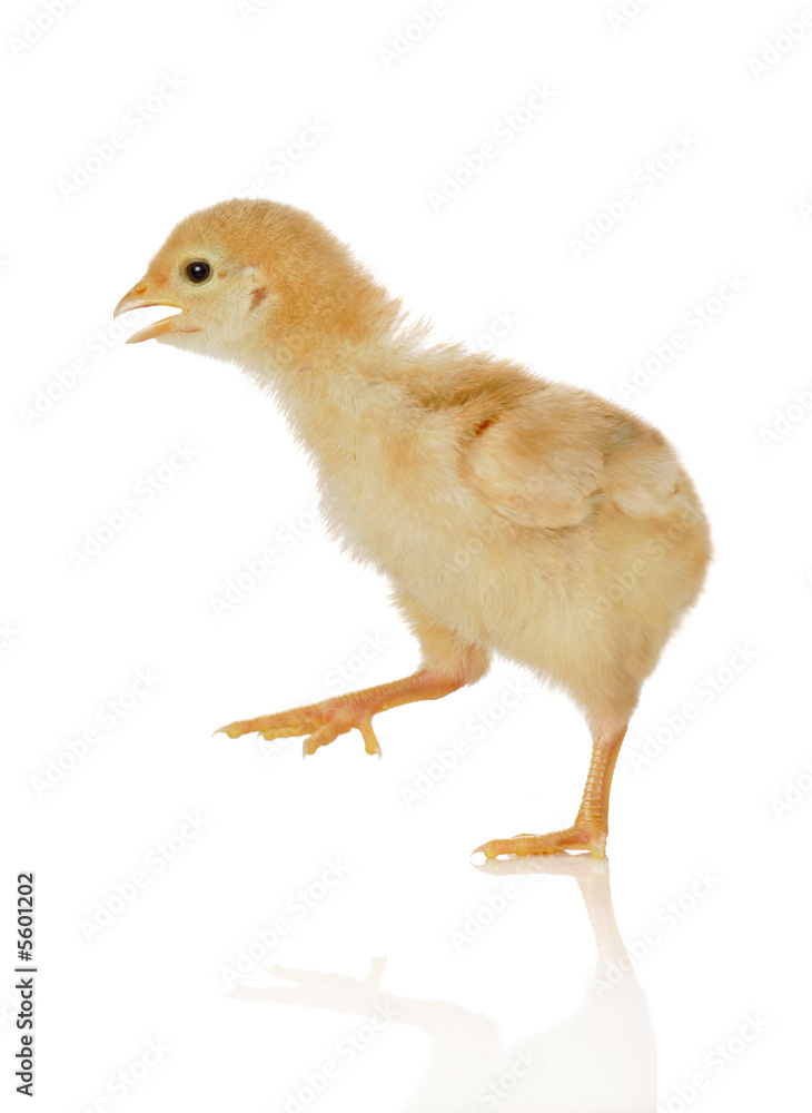 Baby chicken on the move