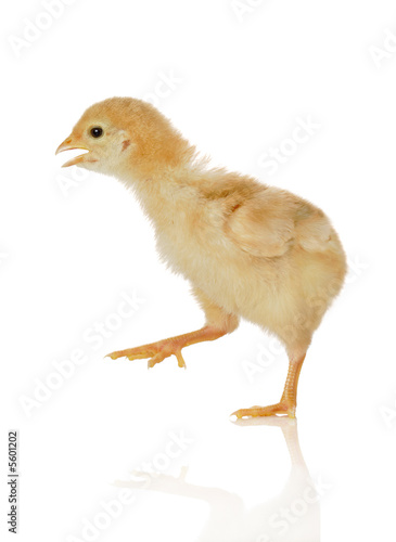 Baby chicken on the move